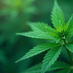 Affirm stock flashes bullish engulfing signal as analysts stay optimistic